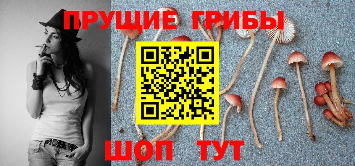 Галлюциногенные грибы Cubensis Верхняя Пышма